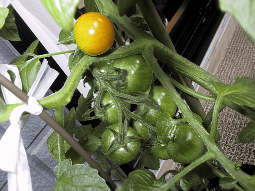 a0006605_8502571.gif