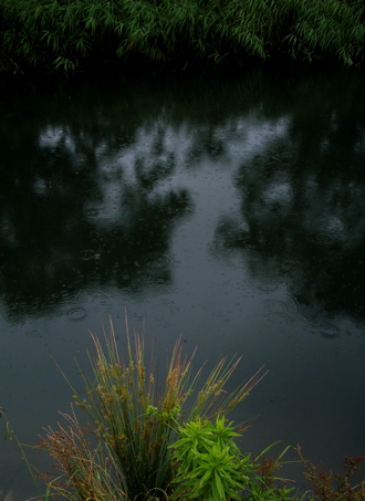 雨の日の淀川_b0014015_19453979.jpg