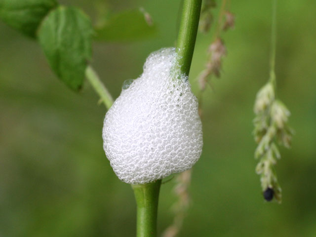 あわむしはどこにいるの 昆虫ブログ むし探検広場