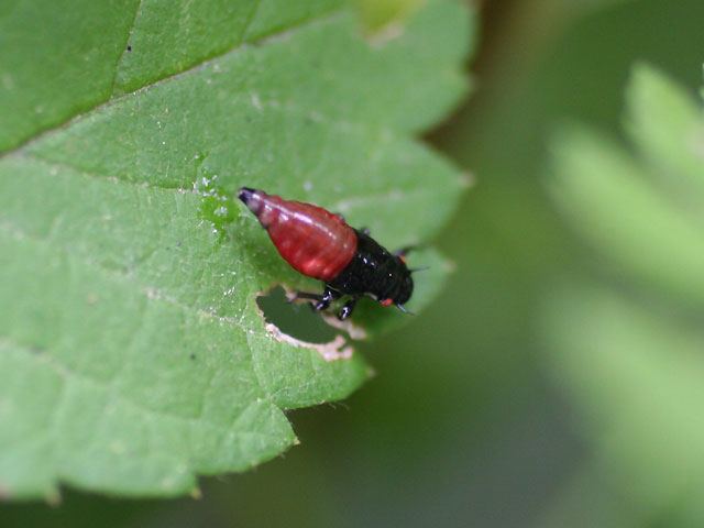 あわむしはどこにいるの 昆虫ブログ むし探検広場