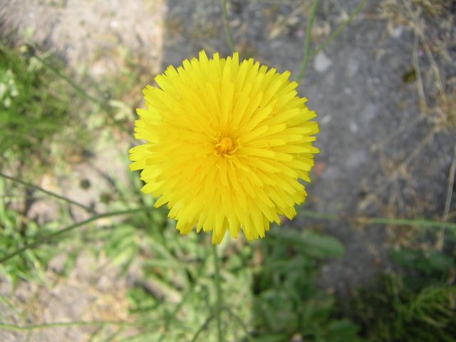 タンポポモドキ_c0025115_134954.jpg