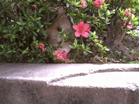 d0038319_972419.gif