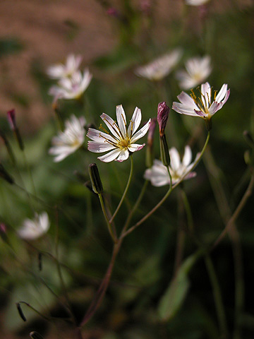 野の花_b0041146_12571825.jpg