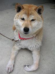 ゴチになりました~。_c0049950_20364299.jpg