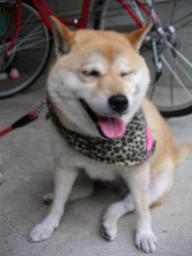 ゴチになりました~。_c0049950_220942.jpg