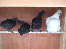 石田家さらに動物王国化_b0059154_23383857.jpg