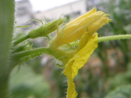 キュウリの雌花 雄花 大地に生きる