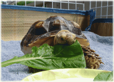 b0055276_21383873.gif