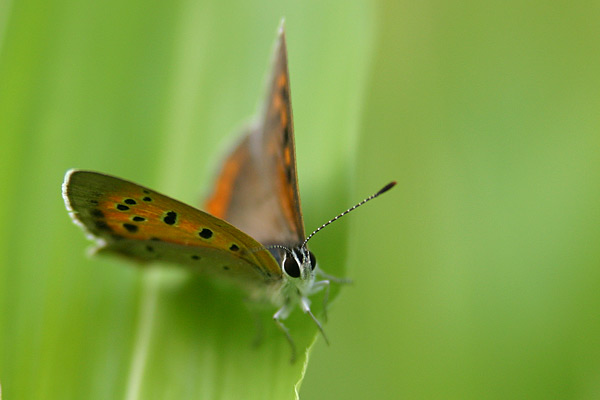 ベニシジミ　　　 Lycaena phlaeas daimio _c0038290_1949856.jpg