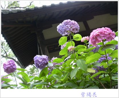 a0002195_1782599.jpg
