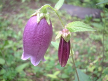 梅雨どきの森を行けば　ホタルブクロ咲く_c0041095_825565.jpg