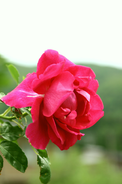 c0044720_15213142.jpg