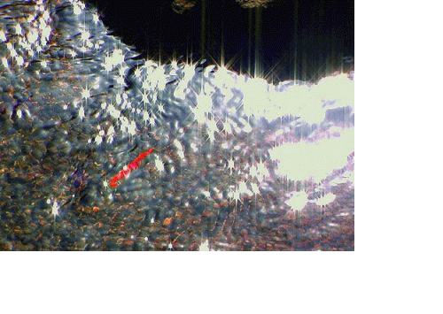 e0001036_3214945.gif