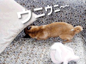 c0019050_22172546.gif