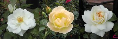 がっかり土曜日なはずが・・・。の、つづき。_b0067302_1765971.jpg