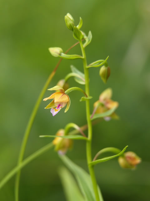 野草園　6月11日撮影・前編_c0021726_21235257.jpg