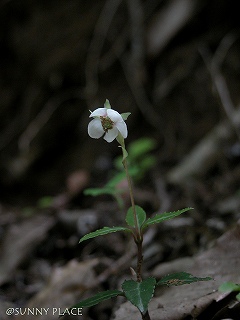 c0027027_2204774.jpg