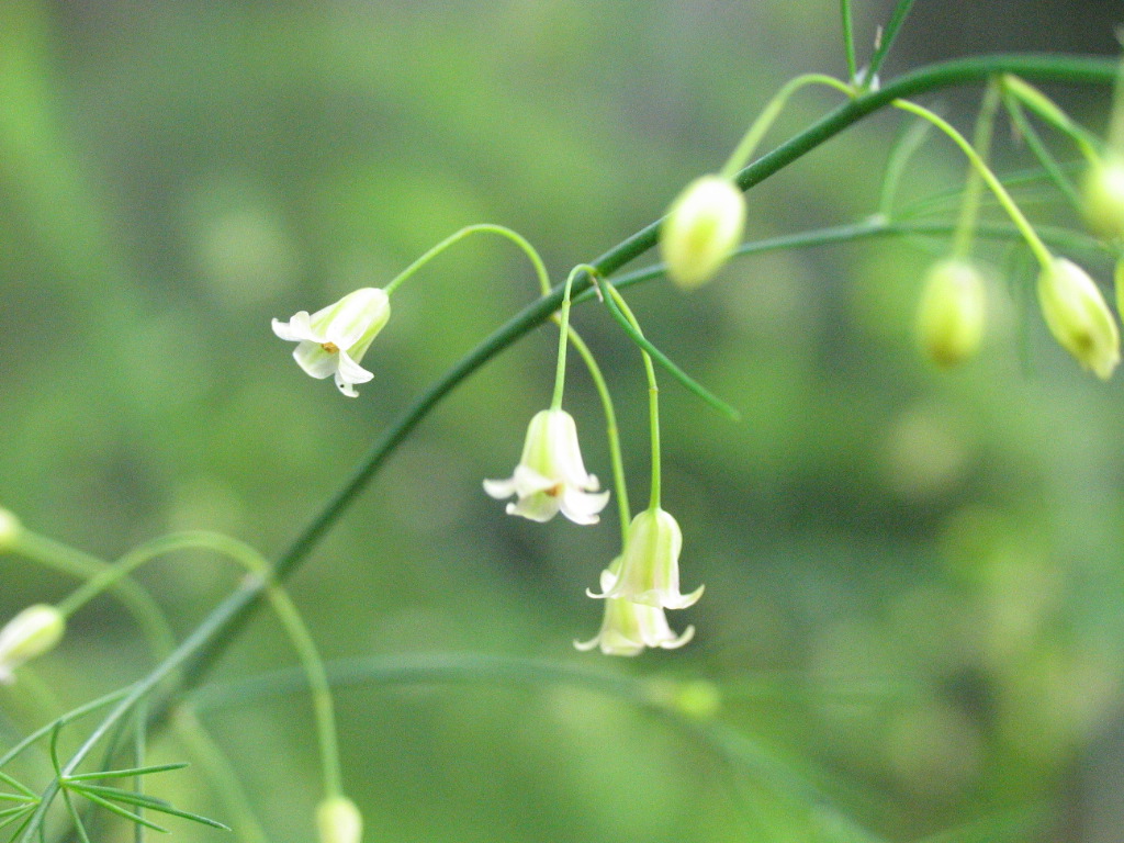 よく見かける花だけど・・・_d0038630_223379.jpg