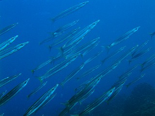 deep blue_d0012449_21454522.jpg