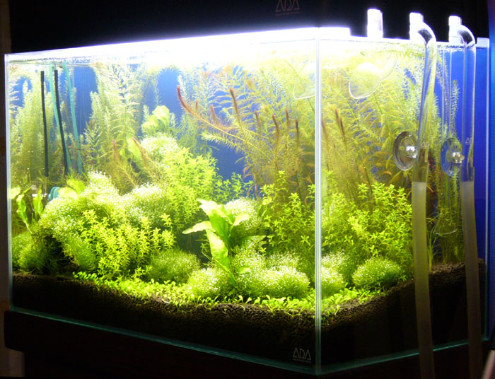 リシア崩壊 まで秒読み クログ水草水槽 リシア崩壊 まで秒読み クログ水草水槽