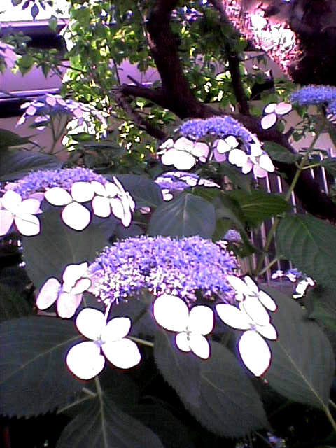 株主総会の季節_a0036051_169264.jpg