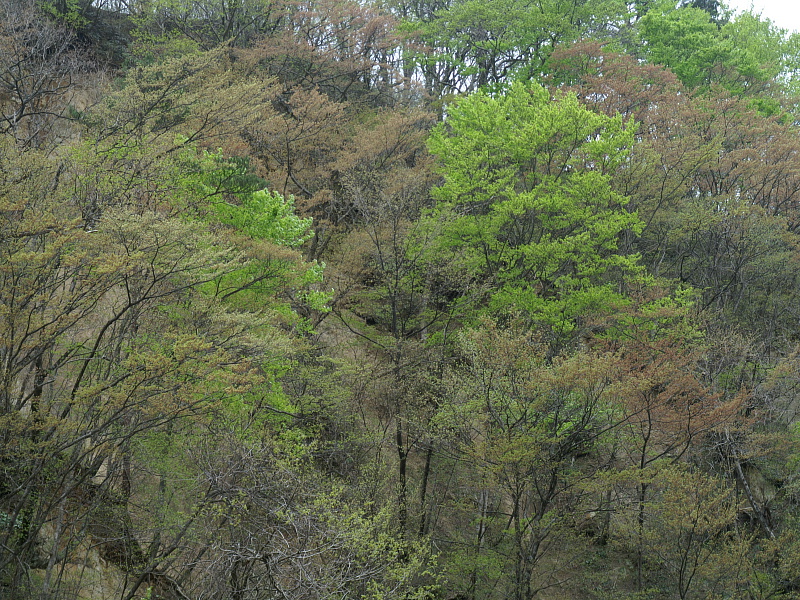 高原にも遅い春が到来です_e0006964_2165640.jpg