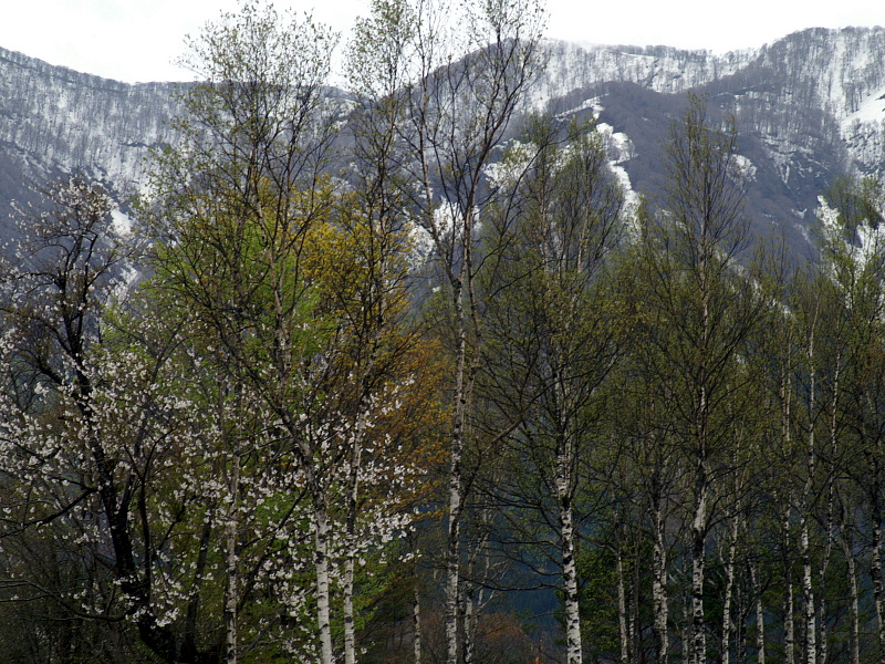 高原にも遅い春が到来です_e0006964_2173562.jpg