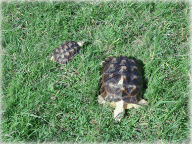 b0055276_22255781.gif