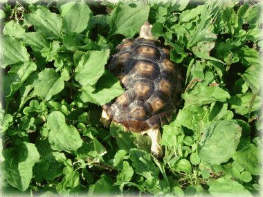 b0055276_22325434.gif