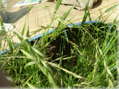 b0055276_22384230.gif