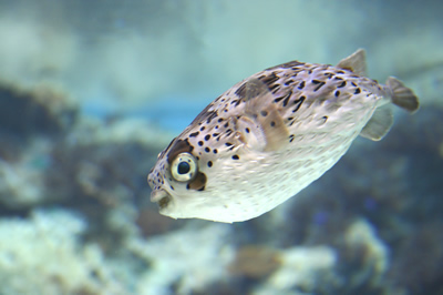 *　水族館がスキなんです　*_e0010185_17244855.jpg