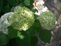d0014909_23437.jpg