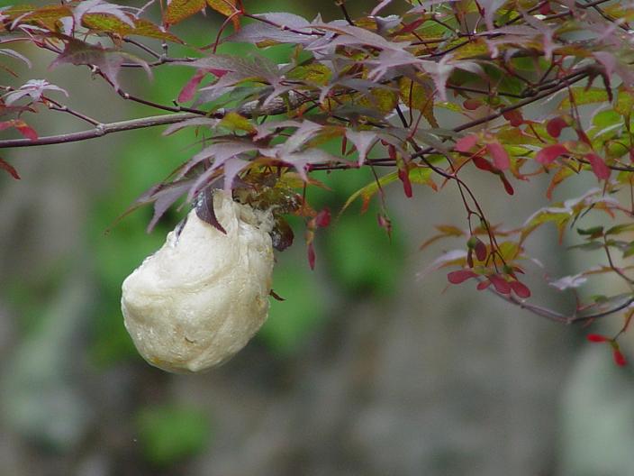 善峯寺の紫陽花_c0052126_1524457.jpg