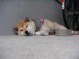 今年もまたこの時期。。。_c0049950_22383639.jpg
