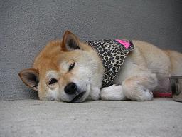 今年もまたこの時期。。。_c0049950_22521753.jpg