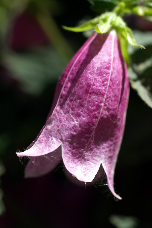 c0054876_557132.jpg