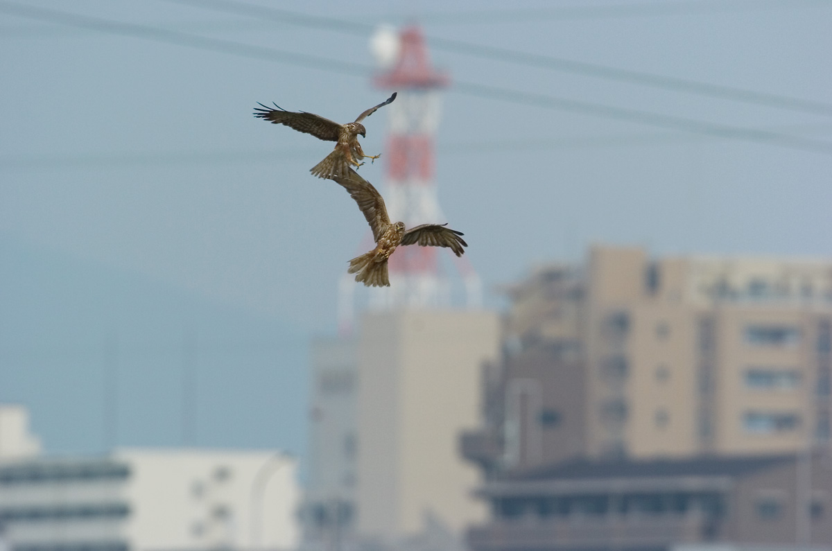 チュウヒと共に12時間_e0013198_15415825.jpg