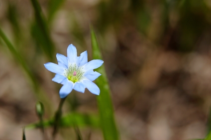 尾瀬に咲く花 徒然 写真録 尾瀬に咲く花 徒然 写真録