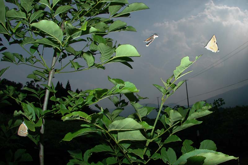 c0043361_21281171.jpg