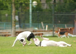 カナダの犬の世界_b0006164_16443014.jpg