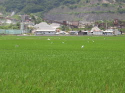 なんちゅー暑さだ_b0016474_1942381.jpg
