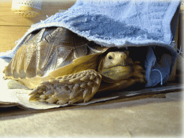 b0055276_1303972.gif