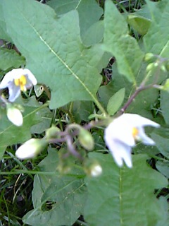 c0037701_0712.jpg