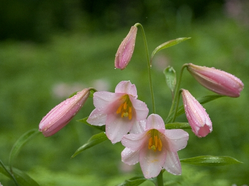 花笑み～♪_c0008502_6142442.jpg