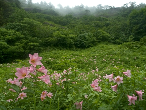 花笑み～♪_c0008502_66751.jpg