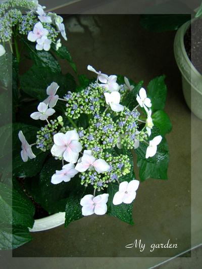 d0027321_12264680.jpg