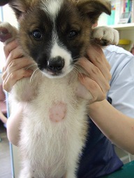 子犬たち_b0059154_2333265.jpg