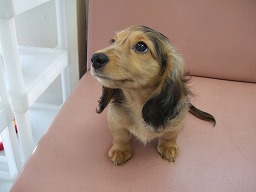 子犬たち_b0059154_23365352.jpg
