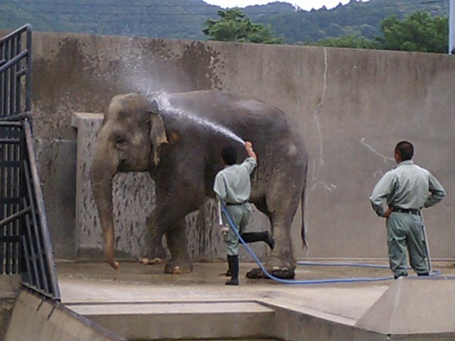 もっと水かけて～～！_a0033474_6493389.jpg