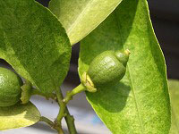 c0045882_10373676.jpg